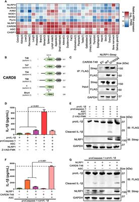 The CARD8 T60 variant associates with NLRP1 and negatively regulates its activation